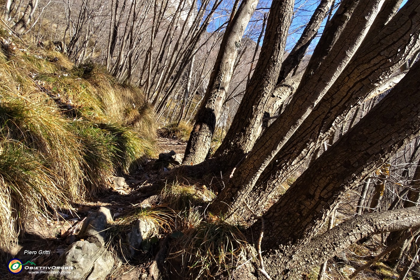 27 Nel bosco di carpini neri.JPG